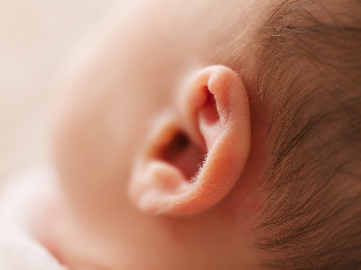 ear- auditory senses