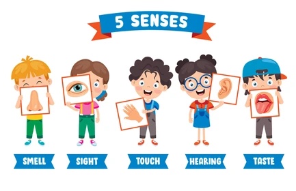 The 5 Senses